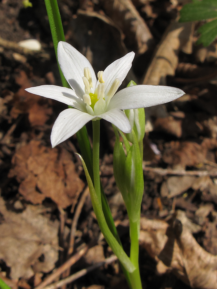 Изображение особи Ornithogalum woronowii.