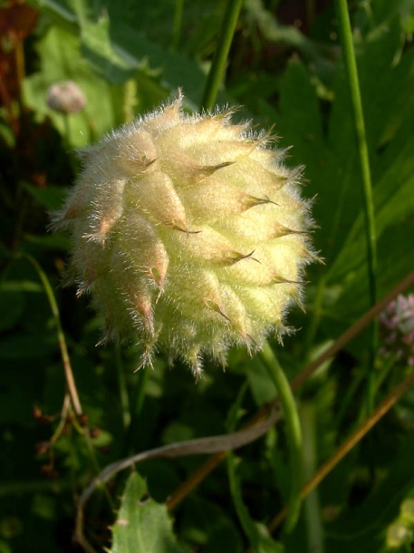 Image of Trifolium fragiferum specimen.