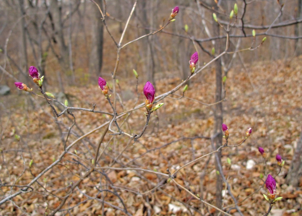 Image of Rhododendron mucronulatum specimen.