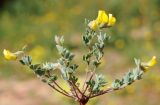 Lotus halophilus. Мелкое цветущее растение (высота чуть меньше 4 см). Израиль, г. Кирьят-Оно, пустырь. 11.03.2014.