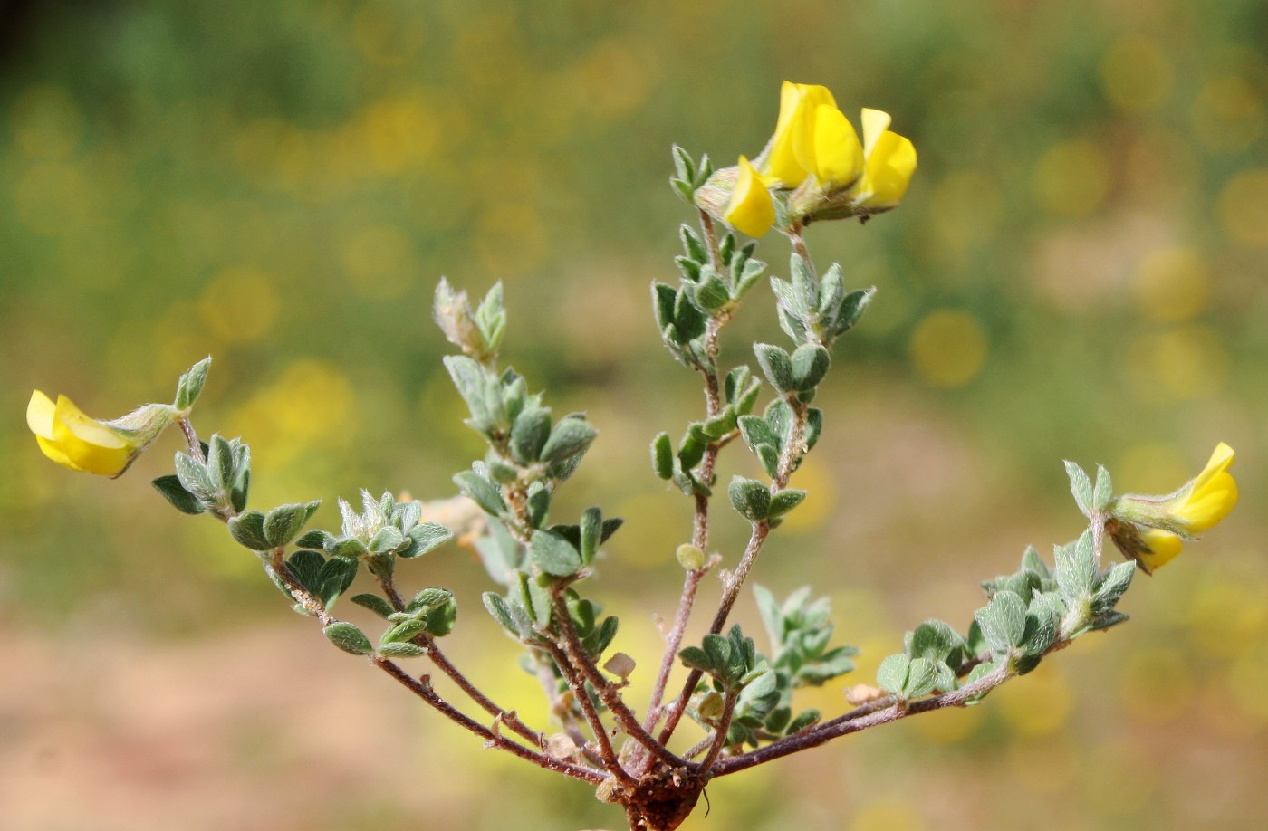 Image of Lotus halophilus specimen.