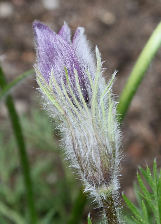 Image of Pulsatilla vulgaris specimen.