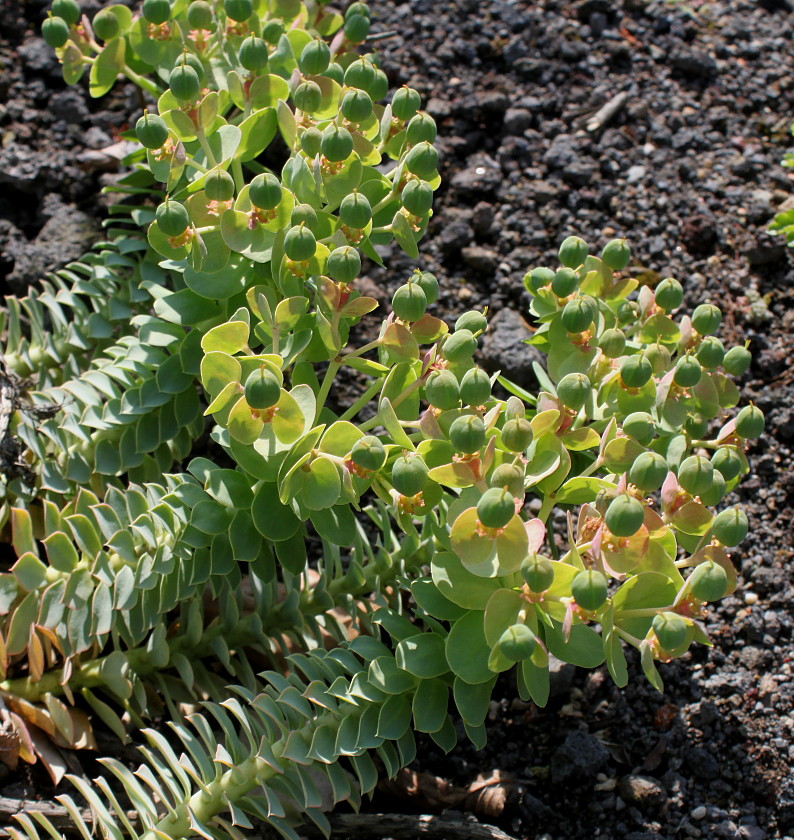 Изображение особи Euphorbia myrsinites.