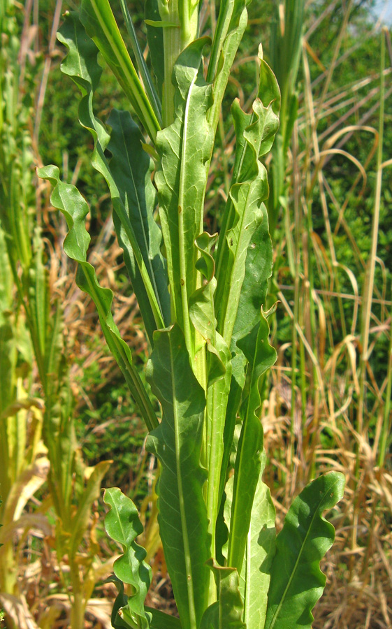 Изображение особи Reseda luteola.