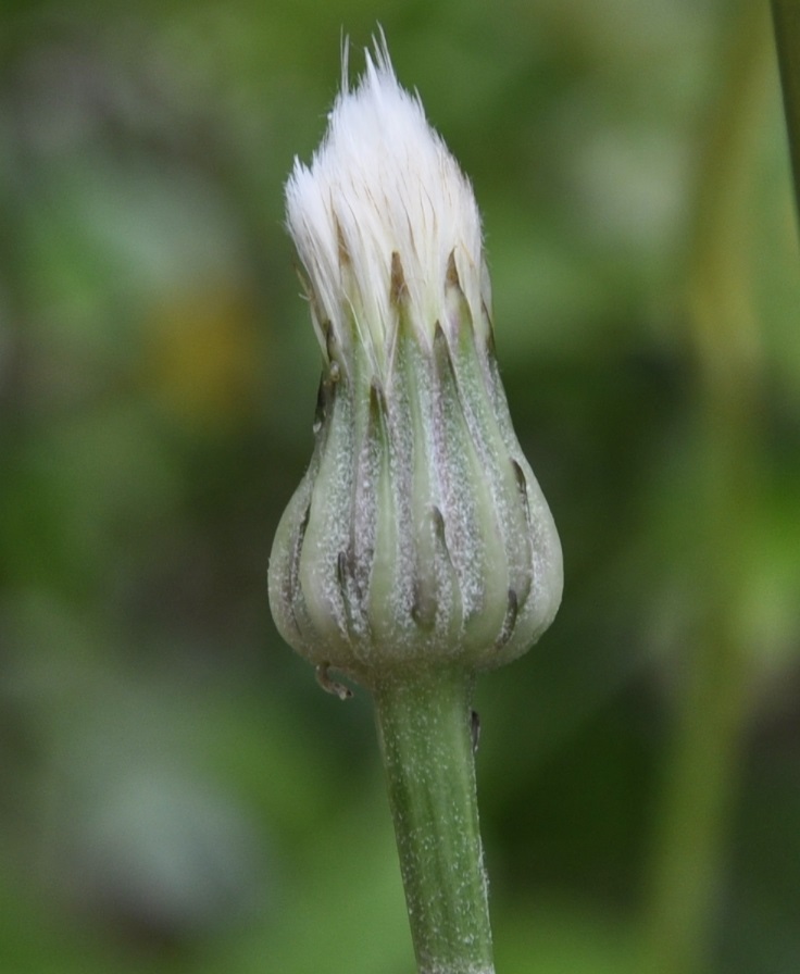 Image of Hypochaeris cretensis specimen.