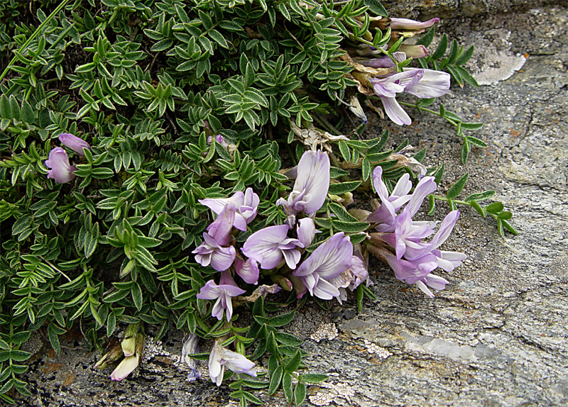 Изображение особи Astragalus levieri.