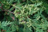 Thuja occidentalis