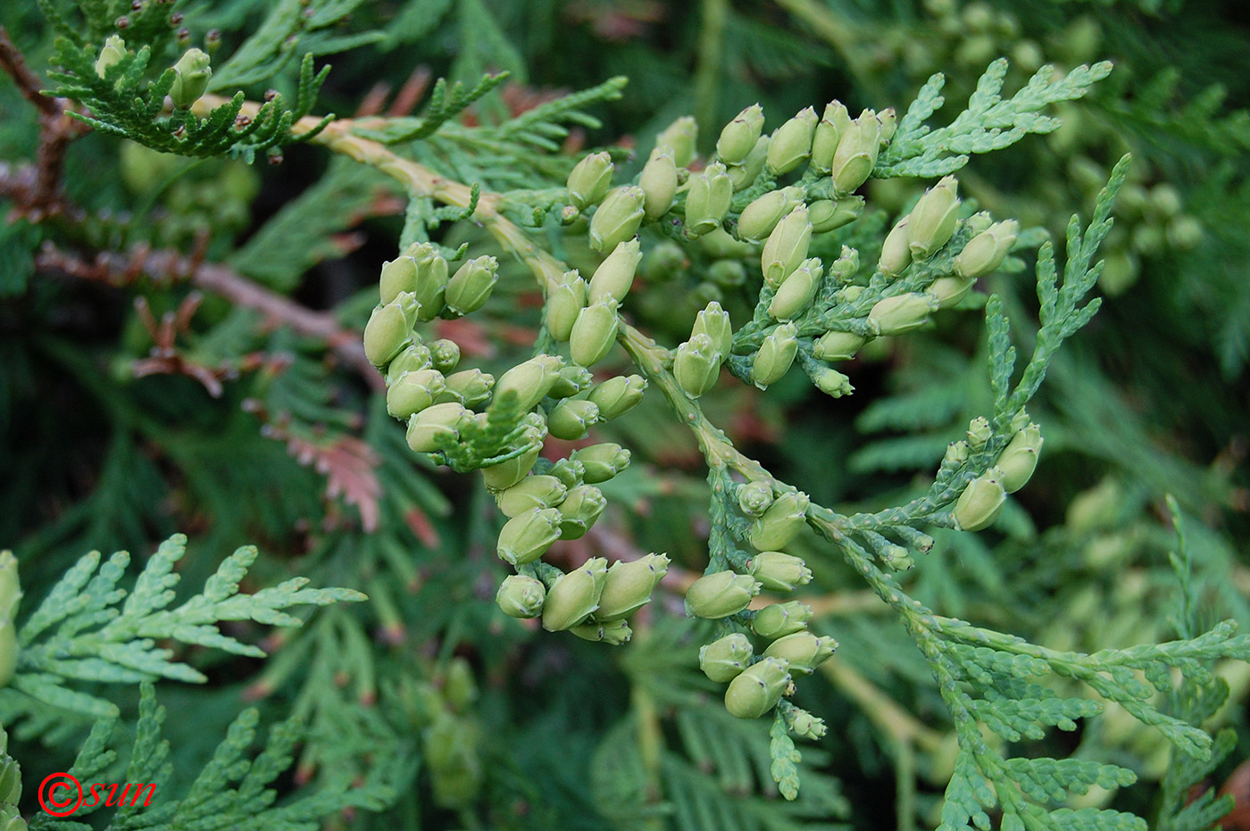 Image of Thuja occidentalis specimen.