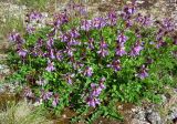 Astragalus subpolaris