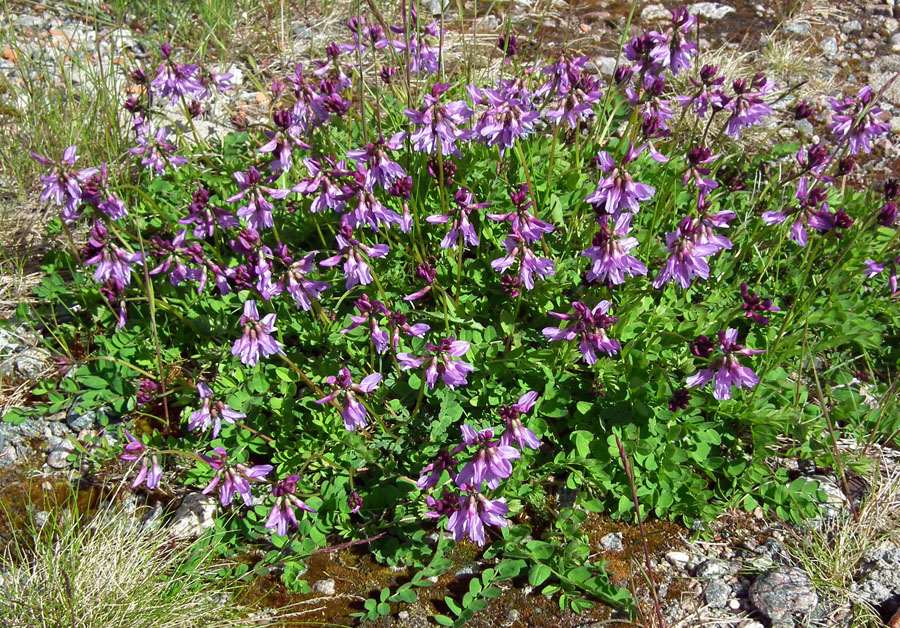 Изображение особи Astragalus subpolaris.