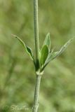 Image of taxon representative. Author is Раду Страту