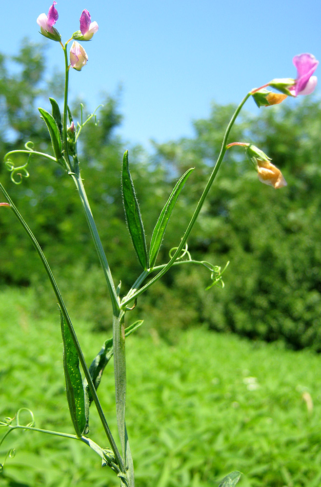 Изображение особи Lathyrus hirsutus.