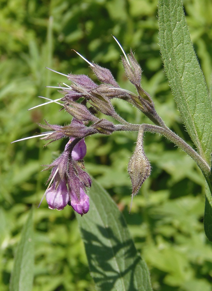 Изображение особи Symphytum officinale.