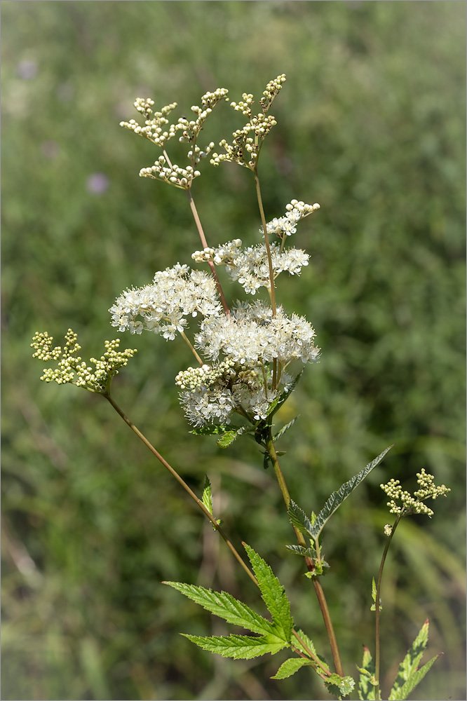 Image of Filipendula ulmaria specimen.