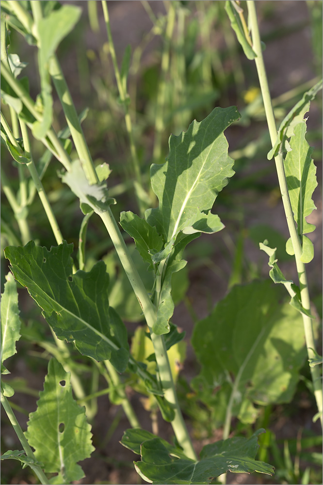 Изображение особи Brassica napus.