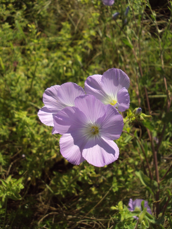 Изображение особи Linum hirsutum.