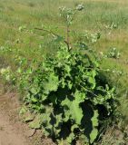 Arctium tomentosum