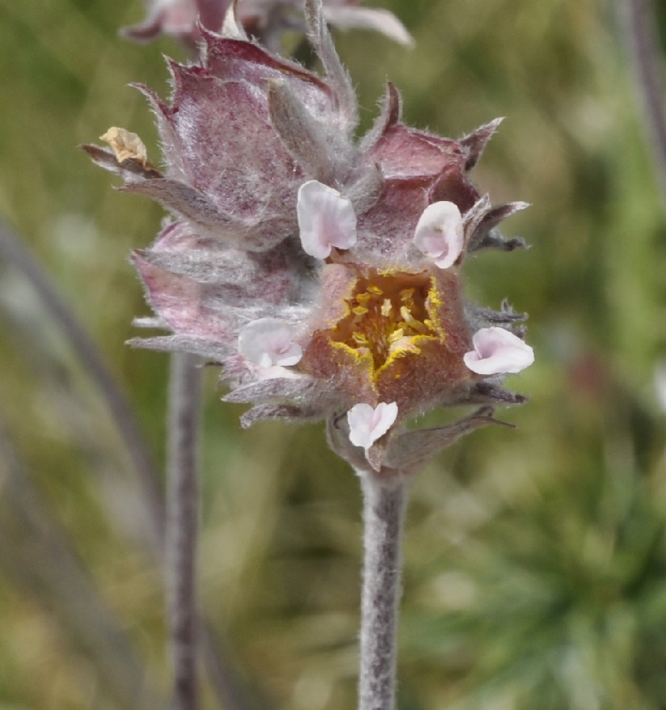 Image of Potentilla deorum specimen.