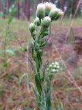 Erigeron acris