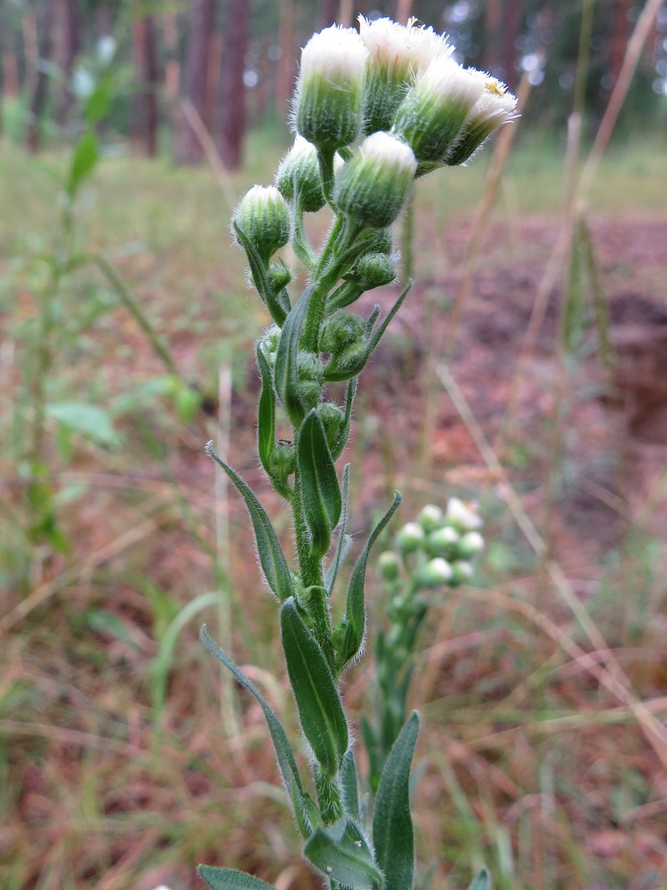 Image of Erigeron acris specimen.