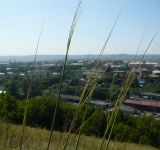 Stipa capillata