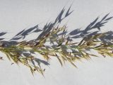 Agrostis balansae