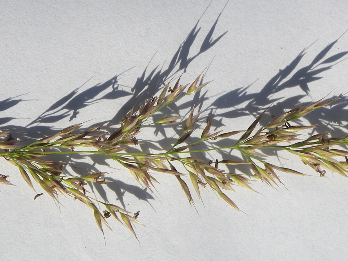 Image of Agrostis balansae specimen.