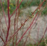род Melilotus