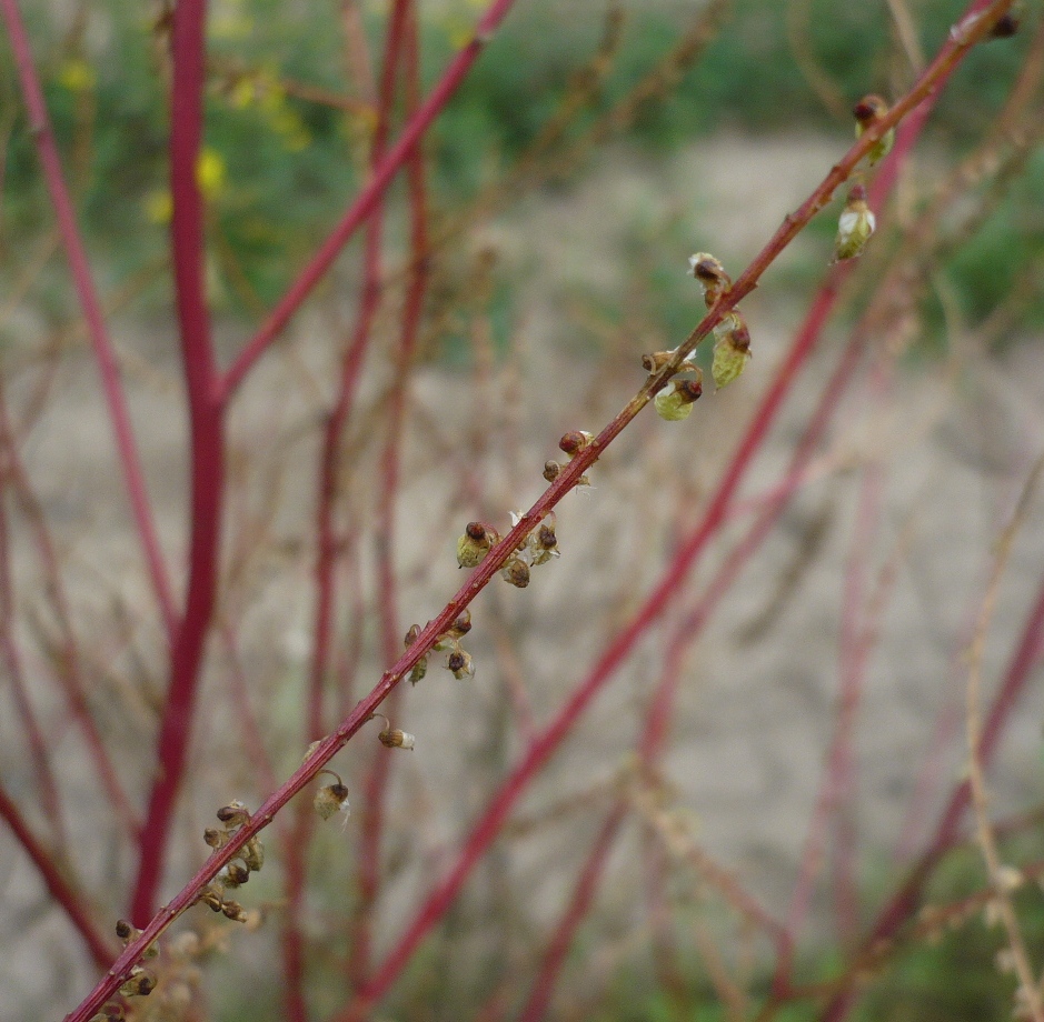 Изображение особи род Melilotus.