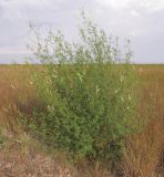 Image of taxon representative. Author is Татьяна Винокурова