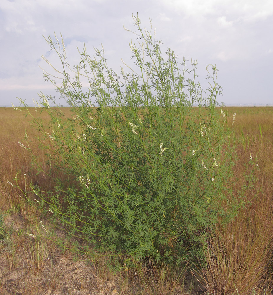 Image of Melilotus albus specimen.