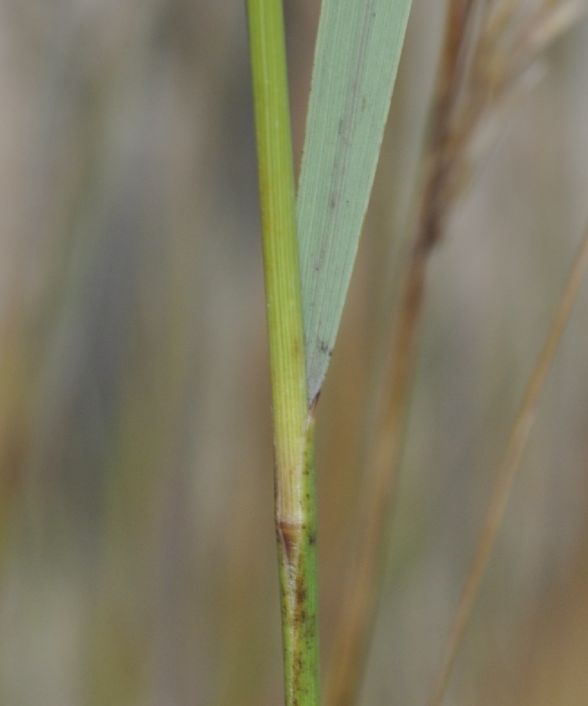 Image of Achnatherum calamagrostis specimen.