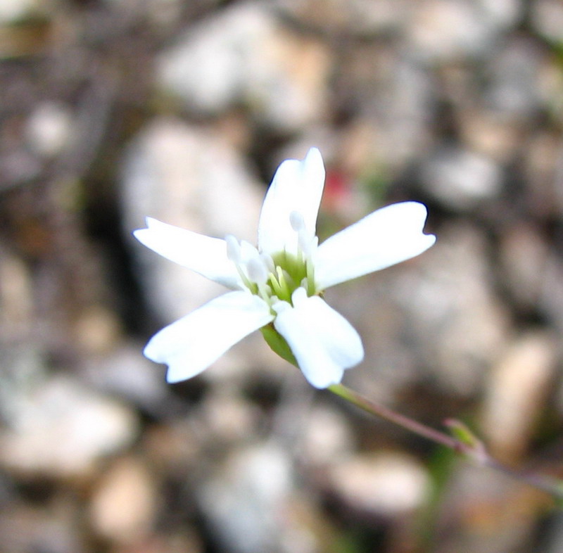 Image of Silene rupestris specimen.