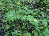 Aconitum septentrionale