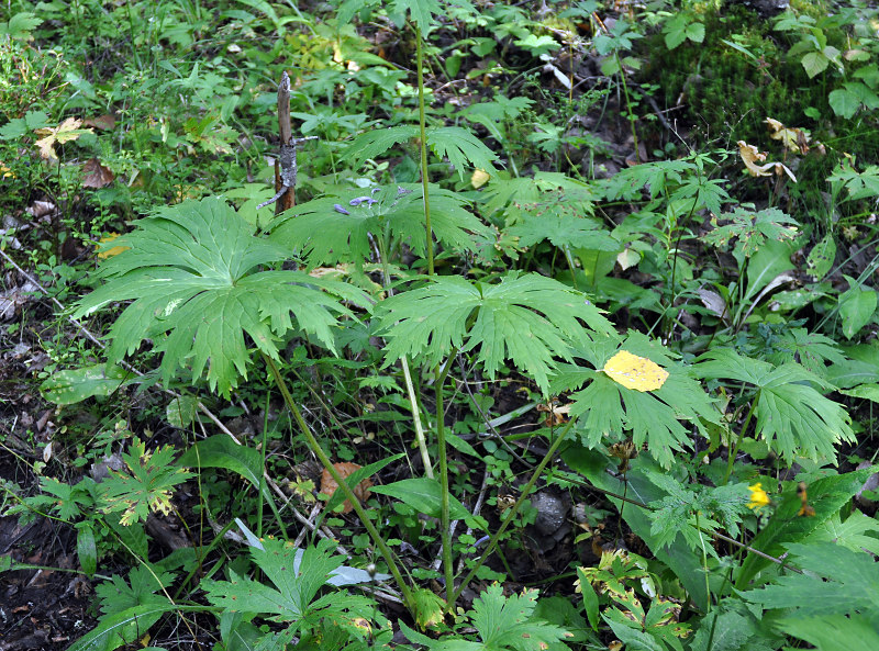 Изображение особи Aconitum septentrionale.