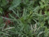 Ranunculus acris. Верхушка расцветающего растения. Московская обл., Раменский р-н, окр. ж.-д. платформы Хрипань, просека под ЛЭП. 24.05.2014.