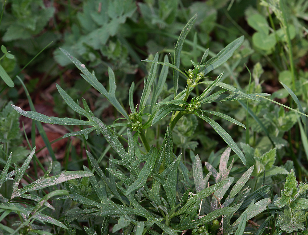 Изображение особи Ranunculus acris.