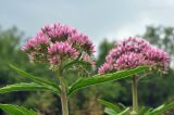 Eupatorium lindleyanum