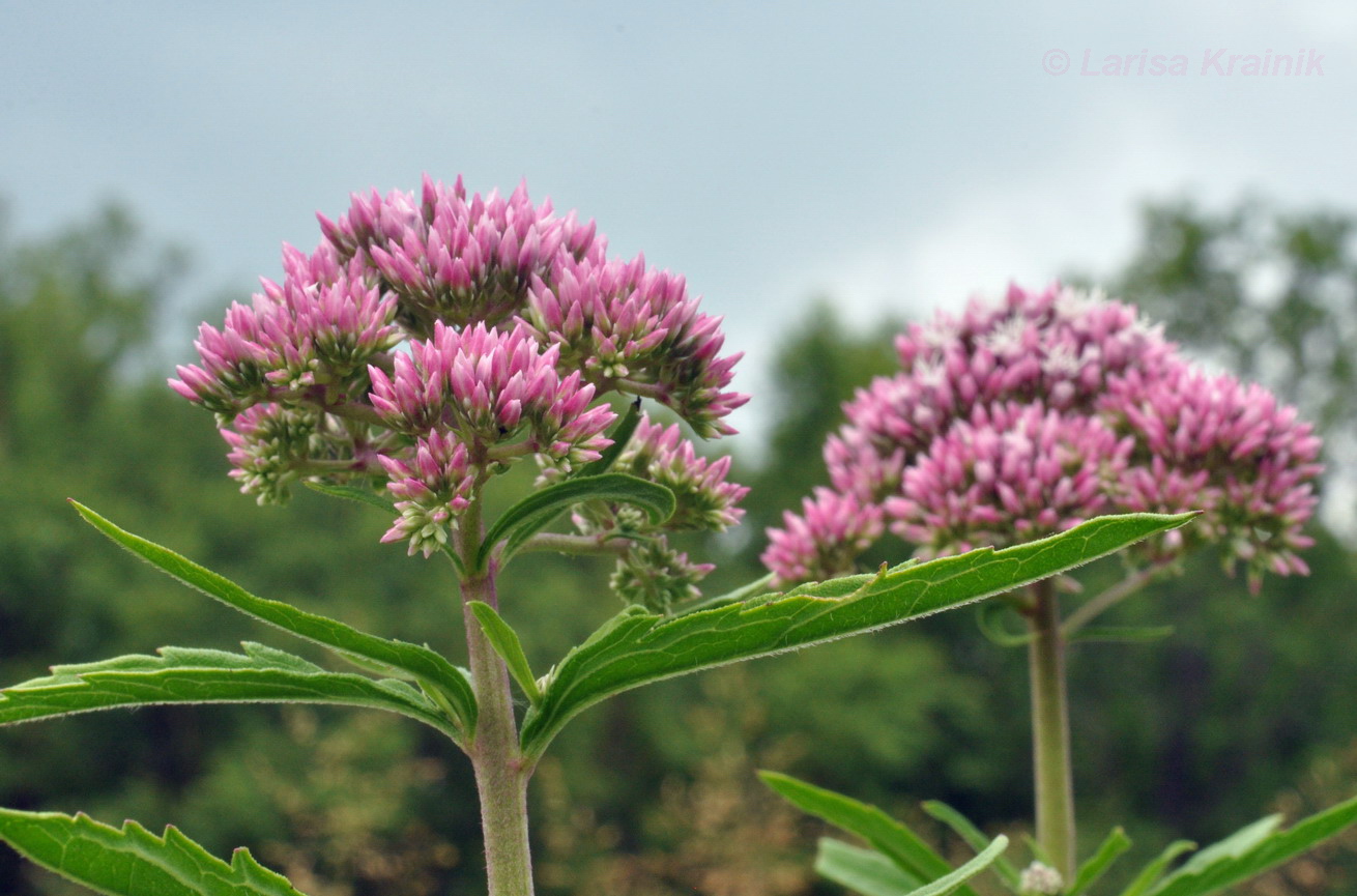 Image of Eupatorium lindleyanum specimen.