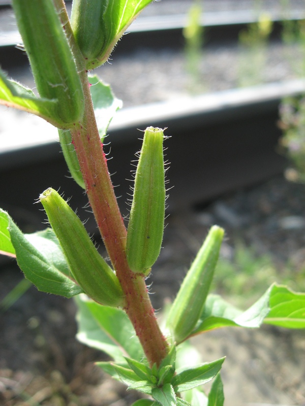 Изображение особи Oenothera rubricaulis.