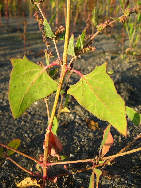 Изображение особи Atriplex prostrata.