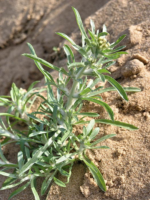 Изображение особи Gnaphalium uliginosum.