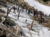 Boschniakia rossica. Растения, отмершие после плодоношения. Камчатский край, Елизовский р-н, пойменный ольховый лес, долина р. Авача. 14.05.2008.