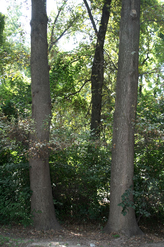 Изображение особи род Quercus.