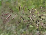 Eragrostis minor. Соцветие. Барнаул, окр. ремонтно-экипировочного парка, железнодорожная насыпь. 18.08.2009.