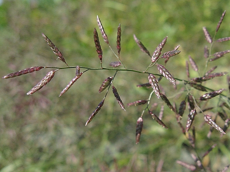 Image of Eragrostis minor specimen.