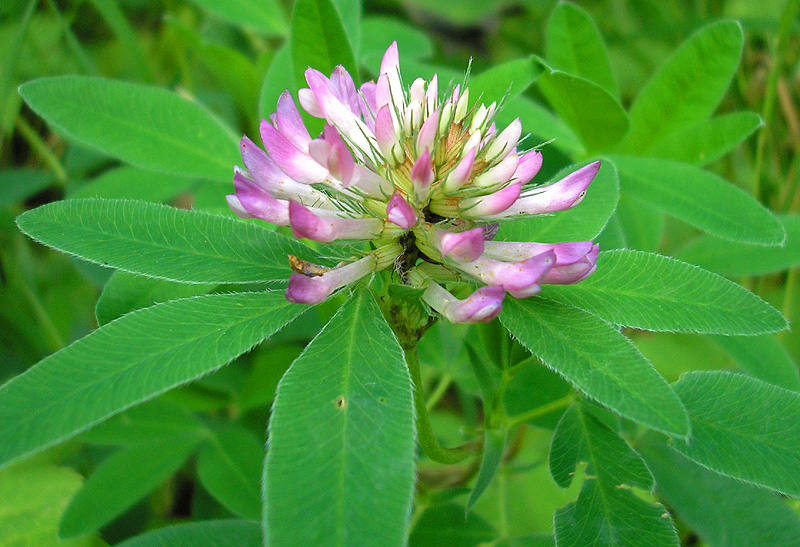 Изображение особи Trifolium medium.