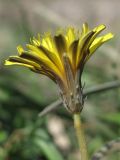 Taraxacum bessarabicum. Соцветие. Крым, Севастополь, балка Бермана, на берегу родника. 25 сентября 2011 г.