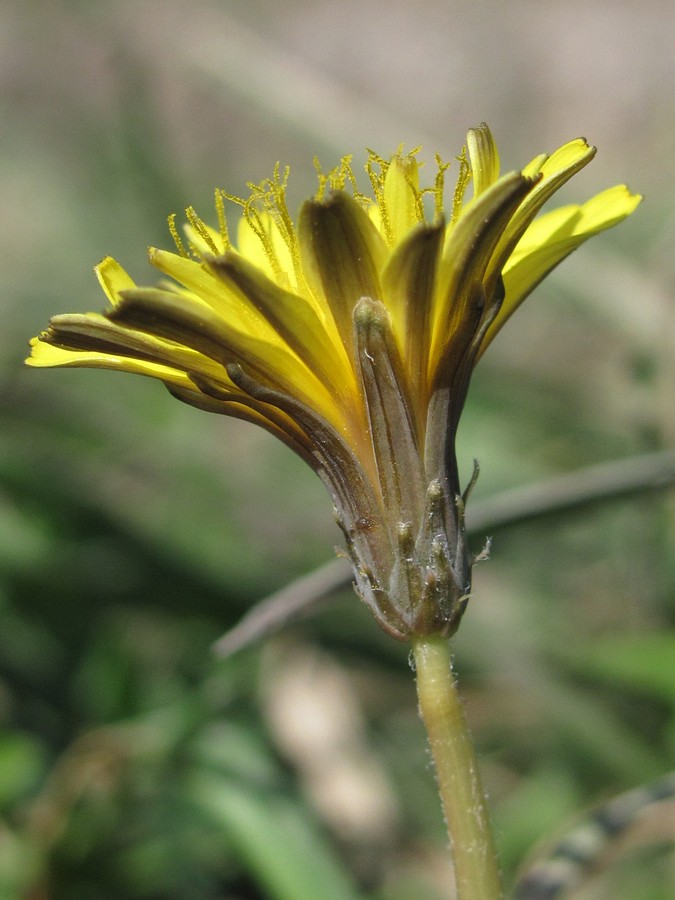 Изображение особи Taraxacum bessarabicum.