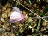 Linum tenuifolium